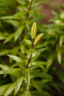 Baharda, Ukrayna 'da Lily' nin açılmamış tomurcukları