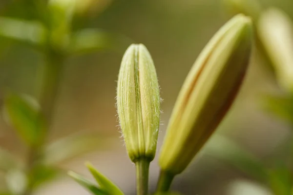 Unopened Buds Lily Spring Garden Ukraine — Stock Photo, Image