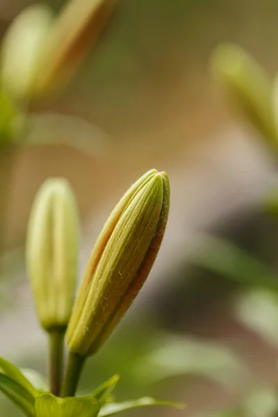 春の庭でユリの未開封の芽 ウクライナ — ストック写真