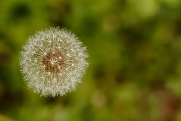 Dandelion Fundo Verde Borrado Macro Close Boquete Cabeça Semente — Fotografia de Stock