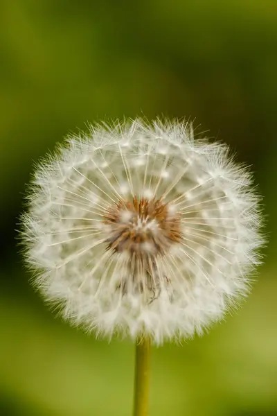 Dandelion Green Blurry Background Close Macro Blowball Seed Head — Stock Photo, Image