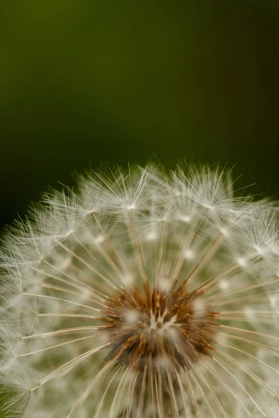 Dandelion Green Blurry Background Close Macro Blowball Seed Head — Stock Photo, Image