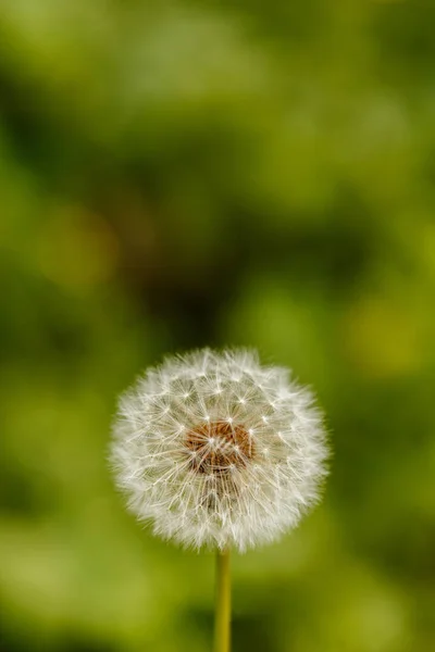 Dandelion Green Blurry Background Close Macro Blowball Seed Head — Stock Photo, Image