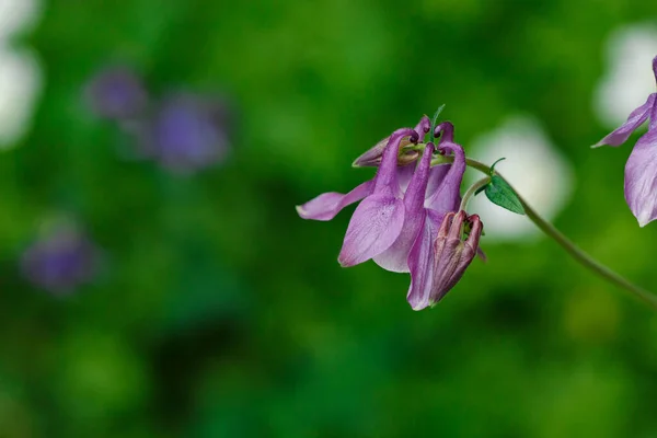 Fialová Aquilegia Květ Zblízka Zeleném Rozmazaném Pozadí — Stock fotografie