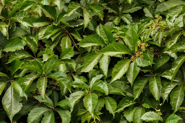 Grapevine with young leaves and buds blooming in the vineyard. — Stock Image Grapevine Young Leaves Buds Blooming Vineyard Stock Photo