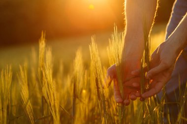 Çiftçilerin elleri gün batımında genç buğdaya dokunur
