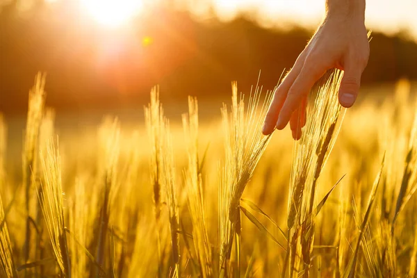 A gazdák keze megérinti a fiatal búza a naplemente fény — Stock Fotó