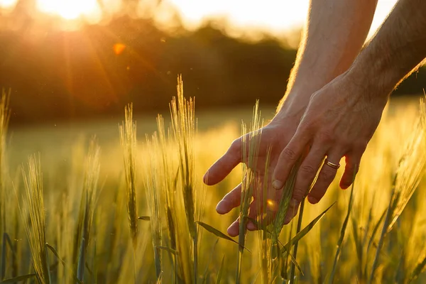 Las manos de los agricultores tocan trigo joven en la luz del atardecer —  Fotos de Stock