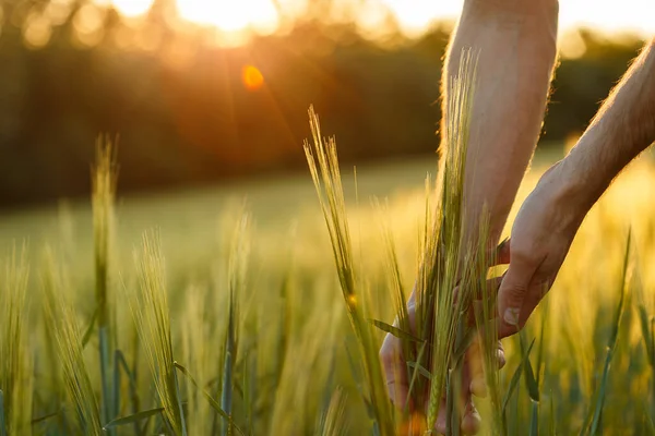 Las manos de los agricultores tocan trigo joven en la luz del atardecer —  Fotos de Stock