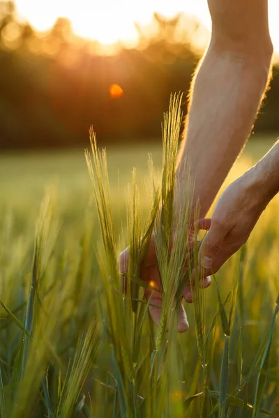 Las manos de los agricultores tocan trigo joven en la luz del atardecer —  Fotos de Stock
