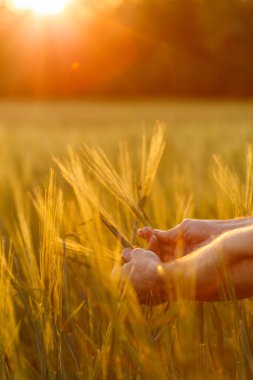 Çiftçinin elleri gün batımında mahsulleri inceliyor.