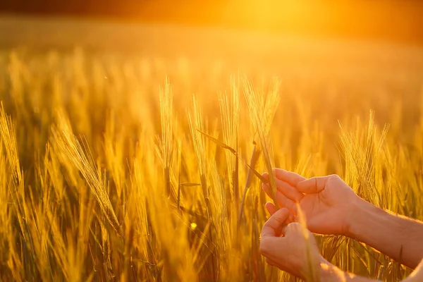 Les Mains Agriculteur Examinant Les Cultures Coucher Soleil — Photo