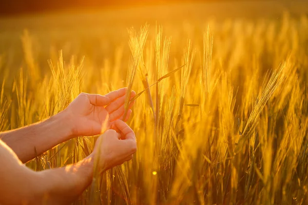 Manos Granjero Examinando Cultivos Bajo Luz Del Atardecer — Foto de Stock