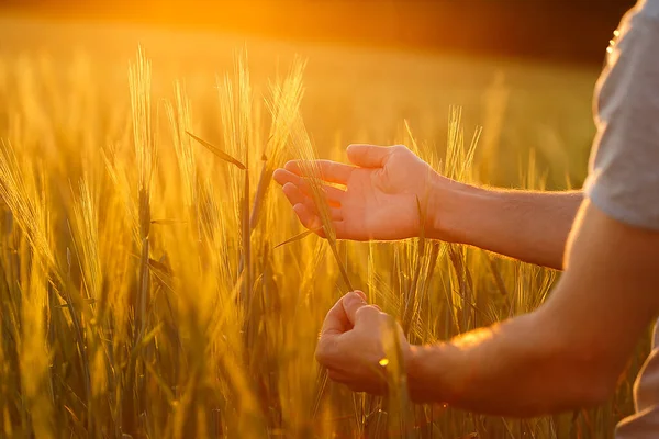 Руки Фермера Розглядають Урожай Під Час Заходу Сонця — стокове фото