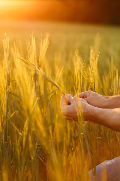 Les Mains Agriculteur Examinant Les Cultures Coucher Soleil — Photo