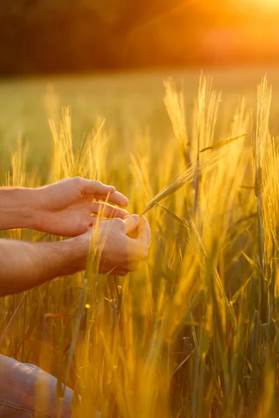 Mani Dell Agricoltore Esaminano Colture Alla Luce Del Tramonto — Foto Stock