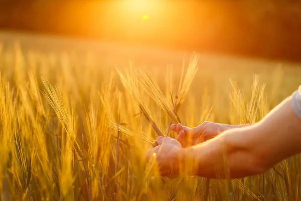 Руки Фермера Розглядають Урожай Під Час Заходу Сонця — стокове фото