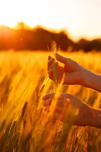 Mãos Fazendeiro Tocam Trigo Jovem Luz Pôr Sol — Fotografia de Stock