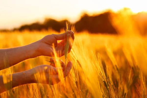 Руки Фермера Торкаються Молодої Пшениці Під Час Заходу Сонця — стокове фото