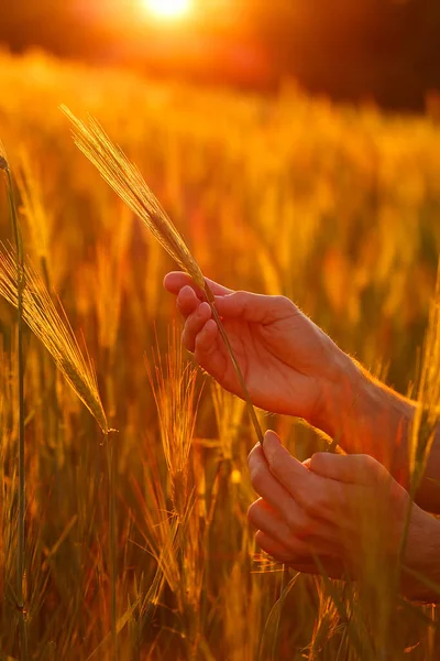 农民的手在夕阳西下摸着小麦 — 图库照片