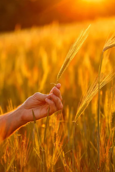 Руки Фермера Торкаються Молодої Пшениці Під Час Заходу Сонця — стокове фото