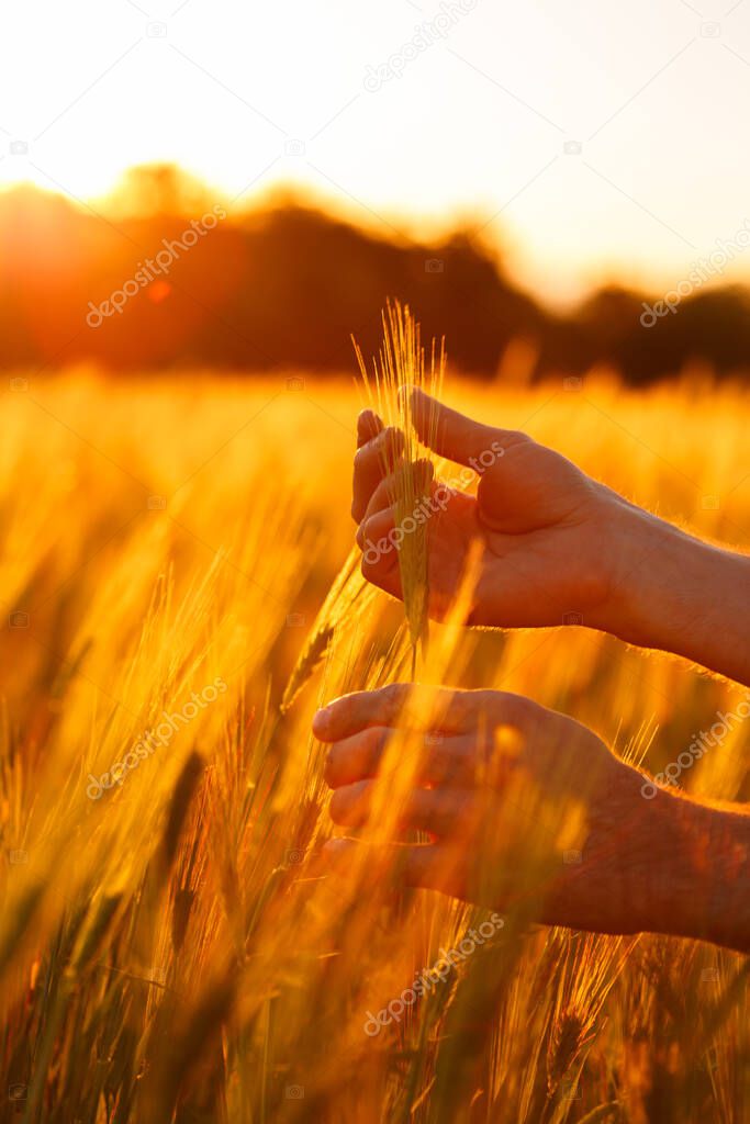 Farmer's hands touch young wheat in the sunset light.