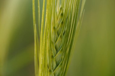 Genç yeşil buğday sapı. Yakın çekim, makro.
