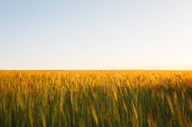 Genç yeşil buğday taze kulaklar, güneşli bir günde yeşil buğday tarlası.