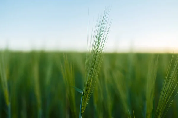 Молодой Пшеницы Уха Зеленом Фоне Крупный План Макро — стоковое фото