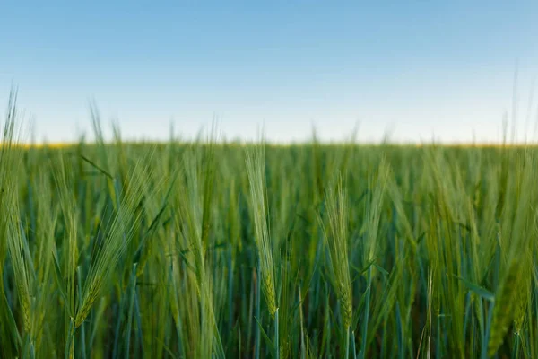 Свіжі Вуха Молодої Зеленої Пшениці Зелене Пшеничне Поле Сонячний День — стокове фото