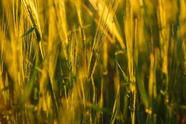 Frische Ähren Junger Grüner Weizen Grünes Weizenfeld Sonnigen Tagen — Stockfoto