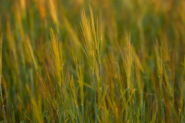 Hojas Frescas Trigo Verde Joven Campo Trigo Verde Día Soleado — Foto de Stock