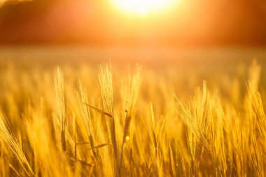 Bir tarlada yetişen genç yeşil buğday fideleri. Olgunlaşmamış mısır gevreği ve buğday yetiştirilen tarım tarlaları. Toprakta buğday yetişiyor. Gün batımında bir tarlada filizlenen çavdara yaklaş..