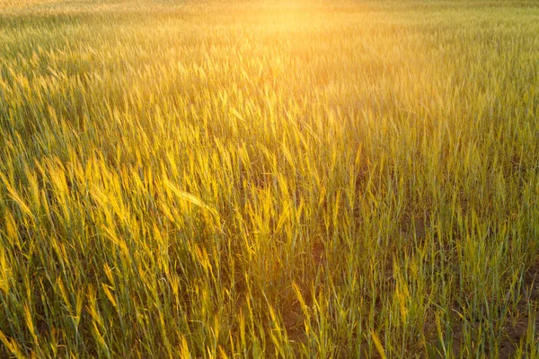 Plántulas Jóvenes Trigo Verde Que Crecen Campo Campo Agrícola Que — Foto de Stock