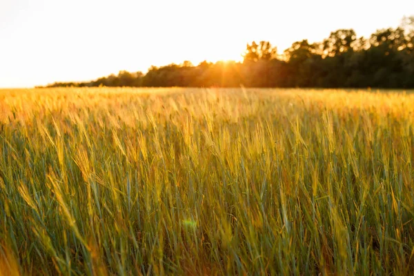 Jeunes Plants Blé Vert Poussant Sur Champ Champ Agricole Sur — Photo