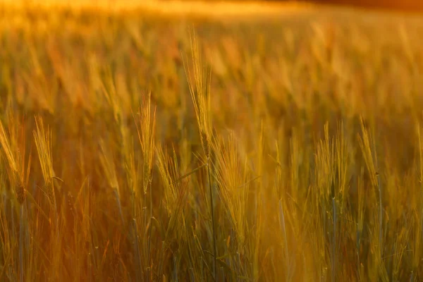 Plántulas Jóvenes Trigo Verde Que Crecen Campo Campo Agrícola Que — Foto de Stock