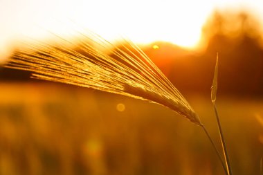 Arpa tarlası Akşam güneşinin altın parıltısıyla.