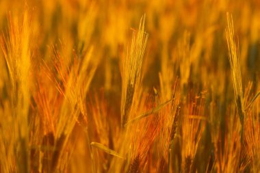 Akşam güneşinin altın parıltısıyla tarlada olgunlaşmış buğday.