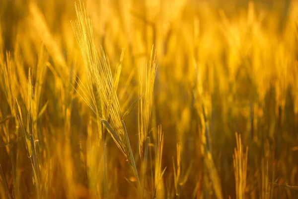 Campo Cebada Brillo Dorado Del Sol Noche — Foto de Stock