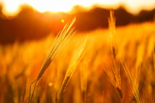 Barley field in golden glow of evening sun.