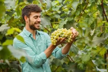 Kıdemli Çiftçi Eller ve taze toplanmış beyaz üzümler. Gülümseyen kıdemli adam beyaz üzüm topluyor..