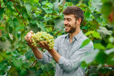Taze toplanmış beyaz üzümlü çiftçi elleri. Gülümseyen kıdemli adam beyaz üzüm topluyor..