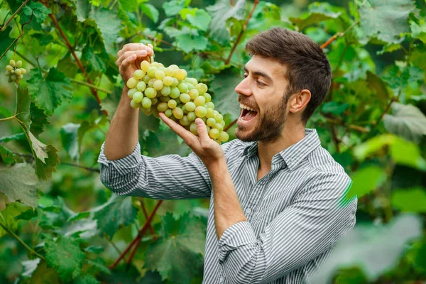 Taze Toplanmış Beyaz Üzümlü Çiftçi Elleri Gülümseyen Kıdemli Adam Beyaz — Stok fotoğraf