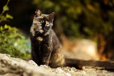 Şirin kedi yerde oturur ve izler..