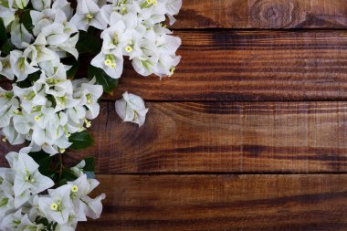 Begonvil ahşap arka plan üzerinde