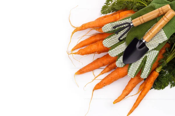 Ramo de zanahorias recién cosechadas — Foto de Stock