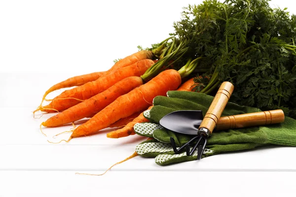 Куча свежесобранной моркови — стоковое фото
