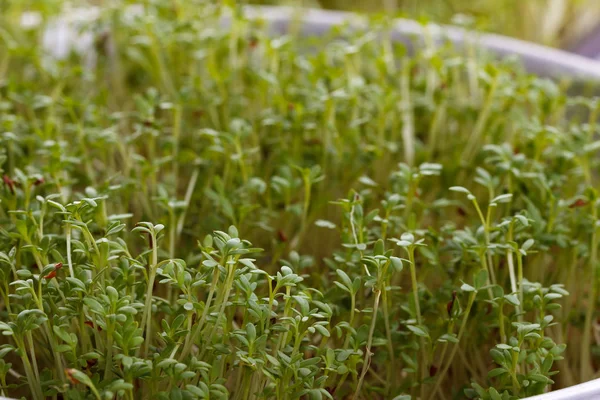 Salat mit frischer Kresse — Stockfoto