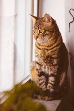 Küçük Bengal kedisi