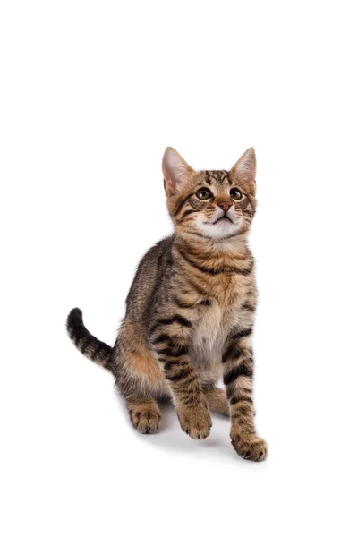 Lekfull bengal katt — Stockfoto